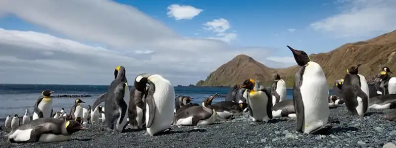 Macquarie Island