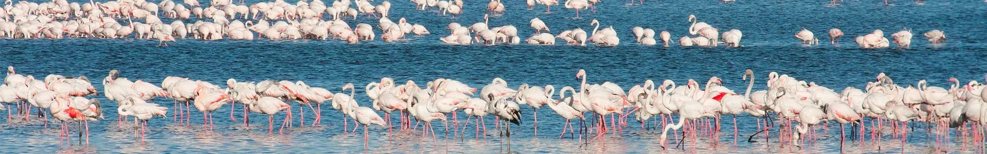 Walvis Bay