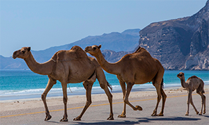 excursions Oman