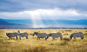 excursions Tanzania