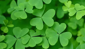 Images of St. Patricks Day 2026